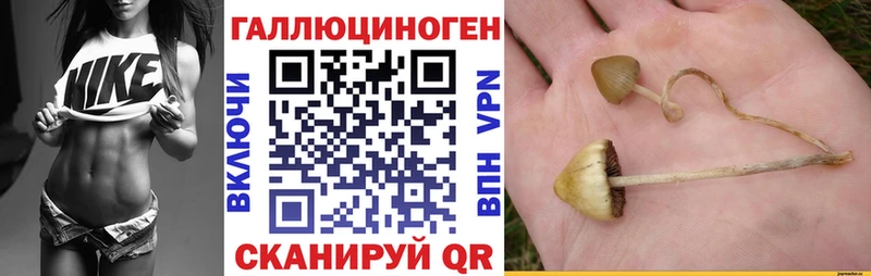 hydra   Гаврилов-Ям  Галлюциногенные грибы GOLDEN TEACHER 